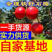 四川會(huì )理突尼斯甜青軟籽石榴皮薄多汁大紅石榴新鮮水果