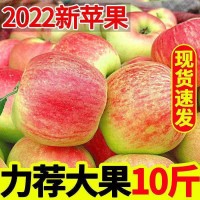 [22年頭茬新蘋(píng)果】脆甜紅蘋(píng)果早熟紅富士水果新鮮當季3/5/10斤裝 2箱起批