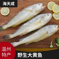 源產(chǎn)地批發(fā)海水產(chǎn)品海鮮 冷凍東海大黃魚(yú)大黃花魚(yú)海魚(yú)現貨