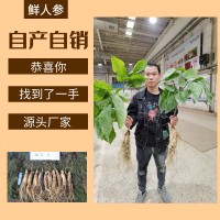 鮮人參500g長(cháng)白山人參一手貨源帶土鮮參泡酒煲湯參壞包賠現挖現賣(mài)