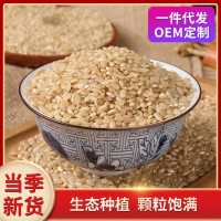 糙米500g 胚芽米 五谷雜糧 廠(chǎng)家批發(fā)