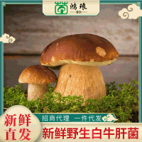 廠(chǎng)家直供牛肝菌散裝1000g 云南特產(chǎn)食用菌新鮮現摘現貨