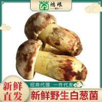 2020新貨白蔥菌500g 食用菌酒店煲湯食材美味農副產(chǎn)品廠(chǎng)家批發(fā)