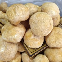 各種規格猴頭菇散裝 猴頭蘑福建古田特產(chǎn)食用菌干貨 500g產(chǎn)地批發(fā)