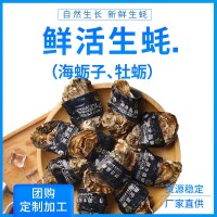 廠(chǎng)家現貨乳山帶殼新鮮海蠣子鮮活牡蠣海鮮水產(chǎn)生蠔大量批發(fā)代發(fā)