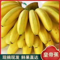 廣東廣州南沙萬(wàn)頃沙新鮮當季皇帝蕉香蕉甜水果現貨批發(fā)可按按要求