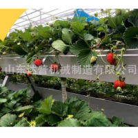 培種植架 樓頂陽(yáng)臺大棚無(wú)土栽培 草莓種植架