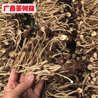 新貨 江西廣昌茶樹(shù)菇干貨10斤裝 不開(kāi)傘茶樹(shù)菇 干貨