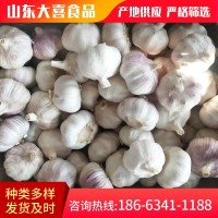 山東農家紫皮干garlic 現挖濕蒜基地直發(fā)保鮮大蒜白皮新鮮 garlic