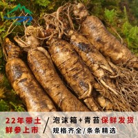 長(cháng)白山新鮮人參500g裝整枝 帶土人參東北特產(chǎn)保鮮煲湯泡酒 人參