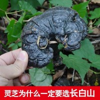 批發(fā)長(cháng)白山深山黑靈芝 東北特產(chǎn) 整支靈芝500克/件 林芝切片一斤