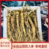 東北特產(chǎn)鮮參帶土鮮人參現挖現賣(mài)煲湯泡酒苔蘚泡沫箱包裝批發(fā)